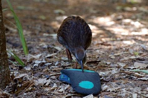 Things Weka Take Conservation Blog