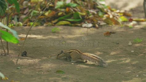 Indian Palm Squirrel Feeding in Tree. India Stock Footage - Video of ...