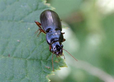 Amara Aulica Pr Chtiger Kanalk Fer Laufk Fer Carabidae Harpalinae