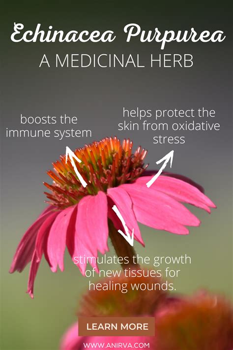 Echinacea Benefits Artofit