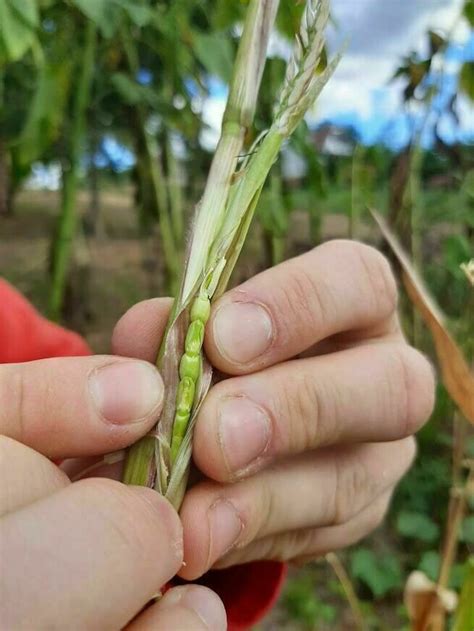 Teosinte And Maize