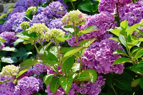 Id E Jardin Petits Arbustes Aux Fleurs Mauves Planter Au Jardin