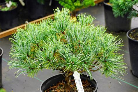 Pinus Koraiensis Blue Ball Korean Pine Conifer Kingdom