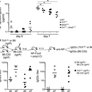 Poly I C Enhances The Antibody Response To A Model TI 2 Antigen A