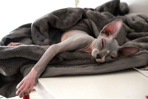 Pin Su Naked Kitties