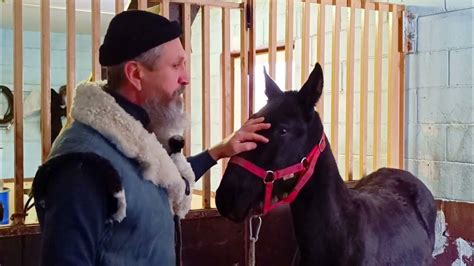 Оповаживание жеребенка. - YouTube