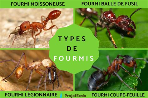 20 Types De Fourmis Espèces Caractéristiques Et Photos