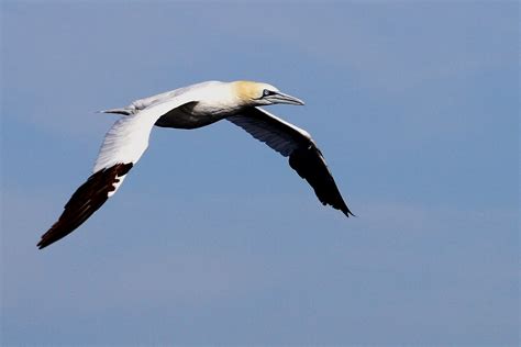 Alcatraz Morus Bassanus Sagres Portugal Joaquim Antunes Flickr