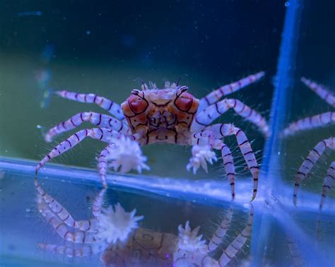 Boxer Crab - Vision Aquatics