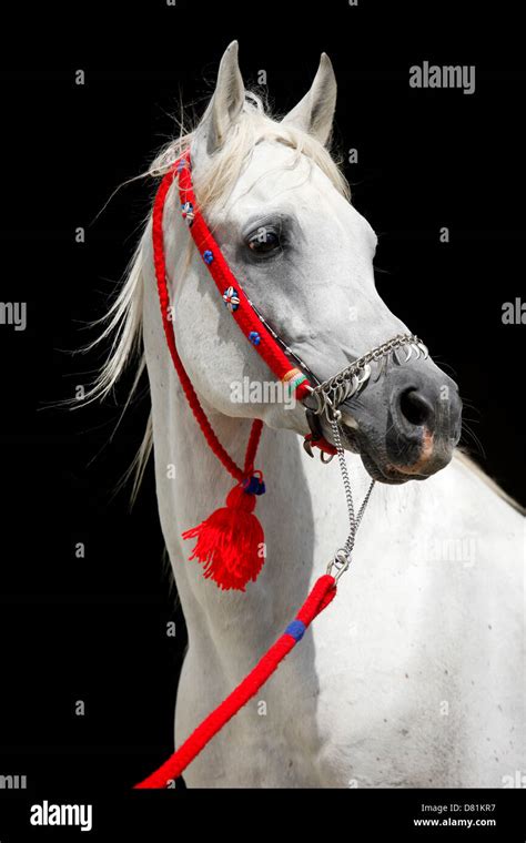 Arabian Horse Portrait Stock Photo Alamy