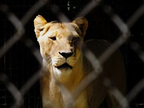 Zoos: Profit-driven Entertainment Over Conservation | Deanna DeShea