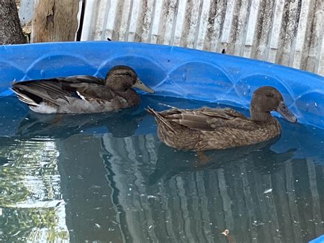 Can anyone identify the sex of my 2 ducks just from this picture? : r/duck