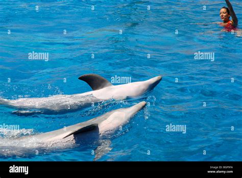 Two Dolphins Performing With Trainer Dolphin Show Mundomar Benidorm Alicante Province