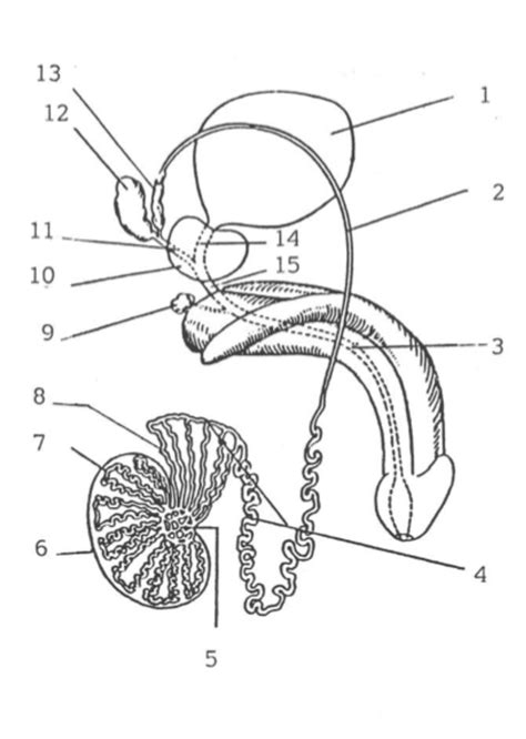 Male Diagram | Quizlet