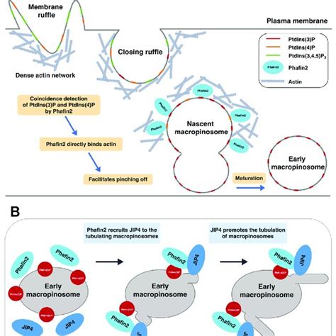 The Role Of Phafin In Macropinocytosis A The Process Of