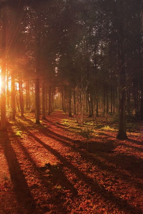 Free Images Landscape Tree Water Nature Forest Branch Light