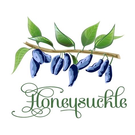 Premium Vector | Honeysuckle berry sketch icon
