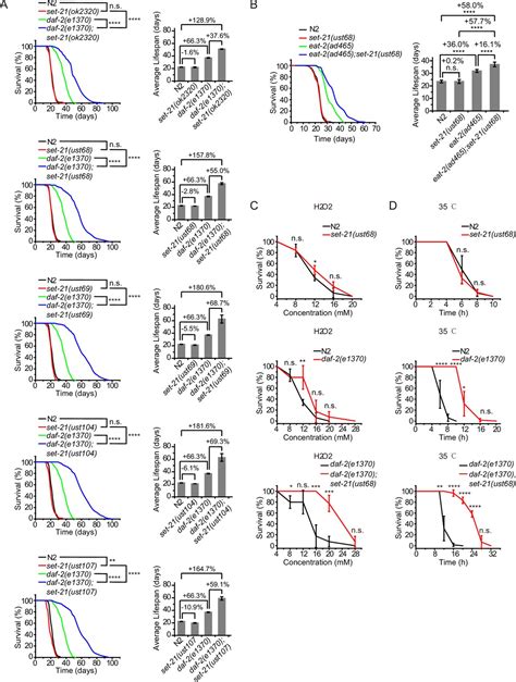 H K Me Methylation Limits The Lifespan Of Daf Mutants In C