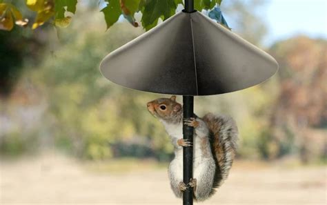 Diy Squirrel Baffle For Shepherds Hook / Wild Birds Unlimited Nature ...