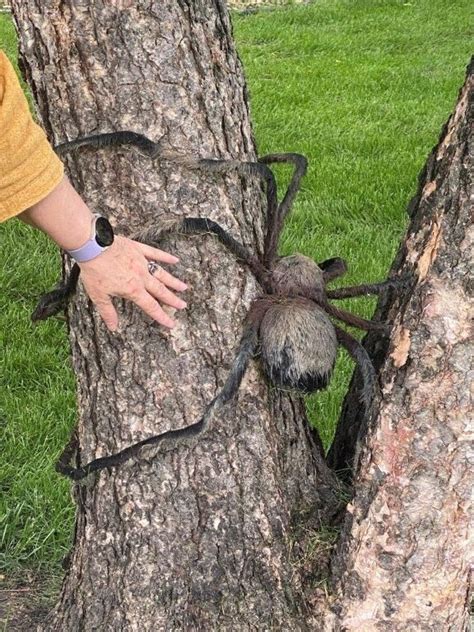 Speaking Of Spiders The Caf Square Wheels Cycling