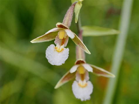 Kärrknipprot Marsh helleborine Epipactis palustris Flickr