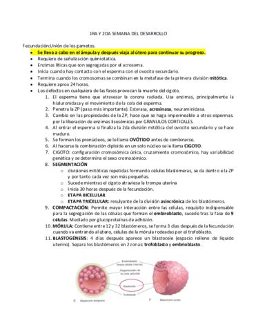 Primera Y Segunda Semana Del Desarrollo Pdf