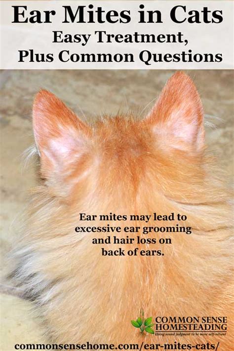 Ear Mites in Cats - Easy Treatment, Plus Common Questions