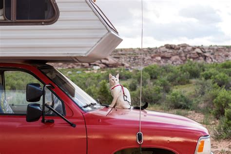 Camping With Cats The Ultimate Guide Adventure Cats