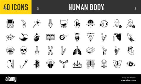 Bundle Of Body Parts And Organs Icons Human Body Vector Illustration