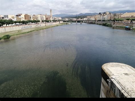 Xènia Bussé on Twitter RT aiguaifang2 Este és lEbre al pas per