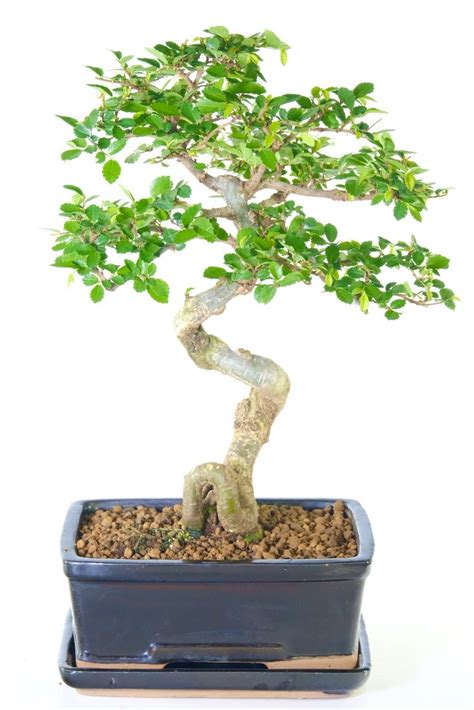 Exceptional Chinese Elm Beginners Bonsai With Unique Shaping