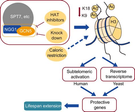 Inhibition Of Histone Acetyltransferase Gcn5 Extends Lifespan In Both