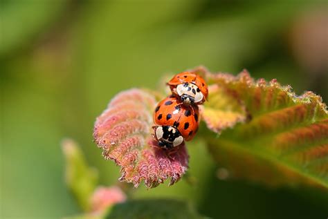 Marienkäfer Paarung Foto And Bild Tiere Wildlife Insekten Bilder Auf