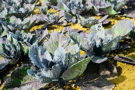 Organically Grown Red Cabbage Plants From Close Stock Image Image Of