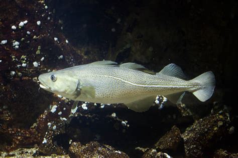 Top 60 Atlantic Cod Stock Photos, Pictures, and Images - iStock