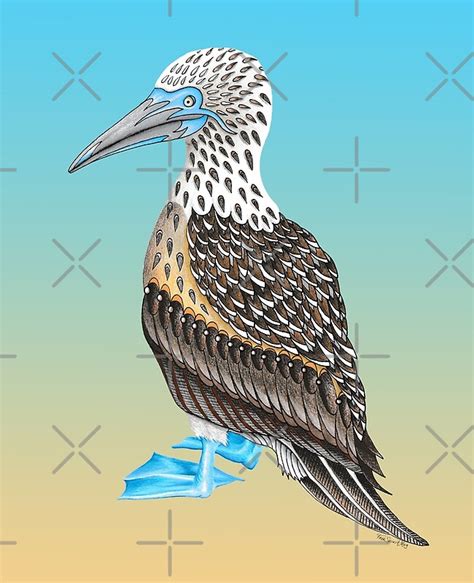 Blue Footed Booby Totem By Free Spirit Meg Redbubble