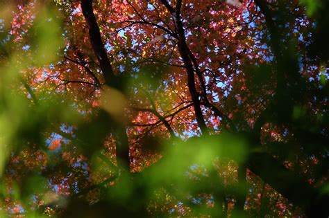 Wallpaper Sunlight Forest Nature Reflection Branch Green Tokyo