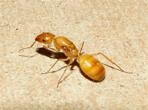 formicidaecamponotus sugar ant  kingdomanimalia flickr