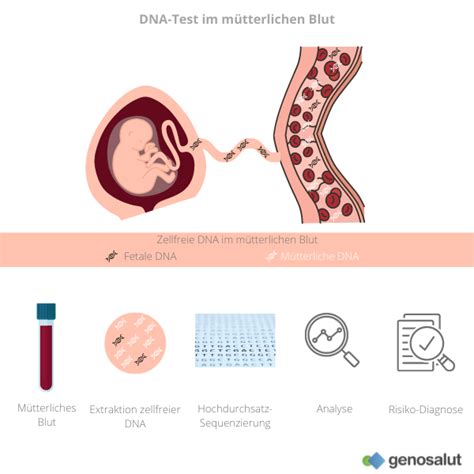 Bluttest F R Schwangere Oder Nipt Trisomien Und Mehr Genosalut