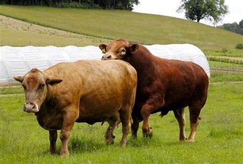 Your Cattle Breeding Season Should Only Last 42 Days