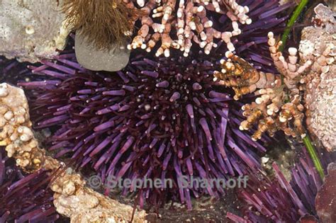 Sea urchins (Strongylocentrotus purpuratus)