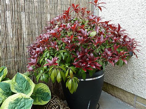 Aberdeen Gardening Plant Profiles Giving Detailed Description And