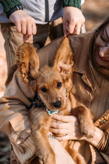 Cuide Las Orejas De Los Perros Limpie Las Orejas De Los Cachorros