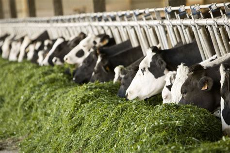 Vache mangeant de l herbe fraîche