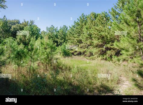 Path In Forest Hicking Trail Dead Tree And Branch Stock Photo Alamy