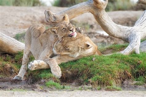 Lioness And Cub Playing • Lion Photography Prints For Sale