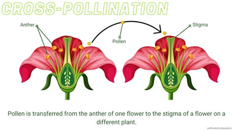 advantages disadvantages    cross pollination pollination