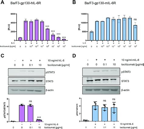 Response Of Ba F Gp Cells With Human Or Murine Il R To