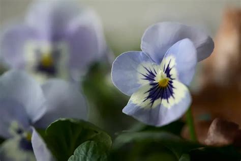 Narcisos Y Otras Plantas De Invierno Con Flor Silvosa Hermanos