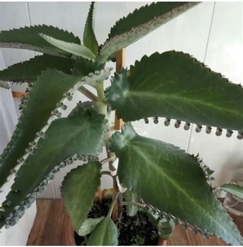 Каланхоэ лечебный - Комнатные растения Усть-Каменогорск на Olx